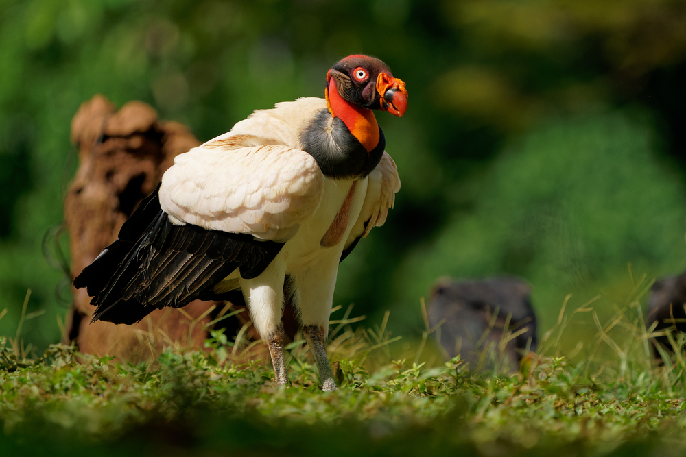Lappat-Faced Vulture