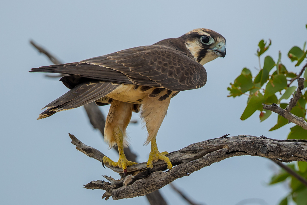Red-necked Falcon