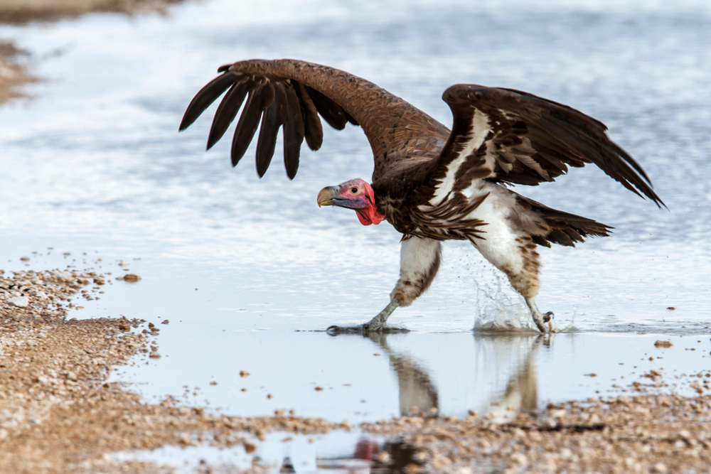 White-backed Vulture