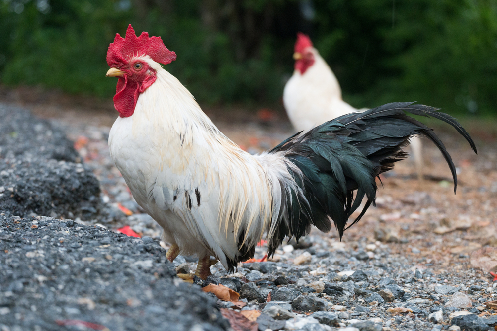Plymouth Rock chicken