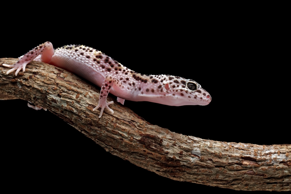 Blue Tongue Skink