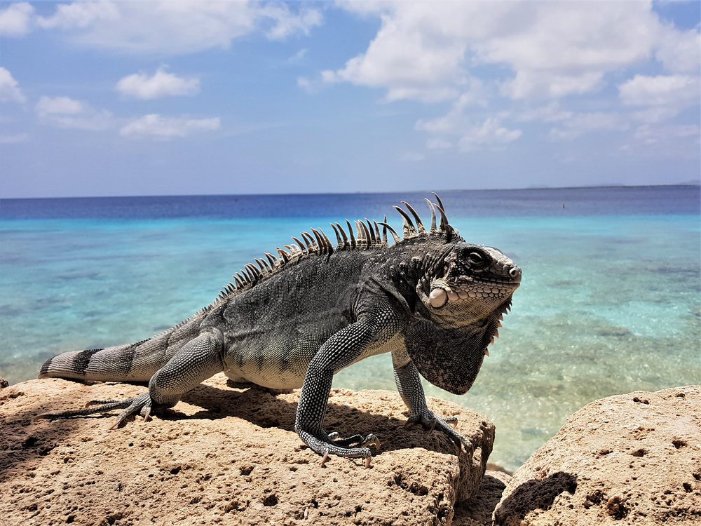Rhinoceros Iguana