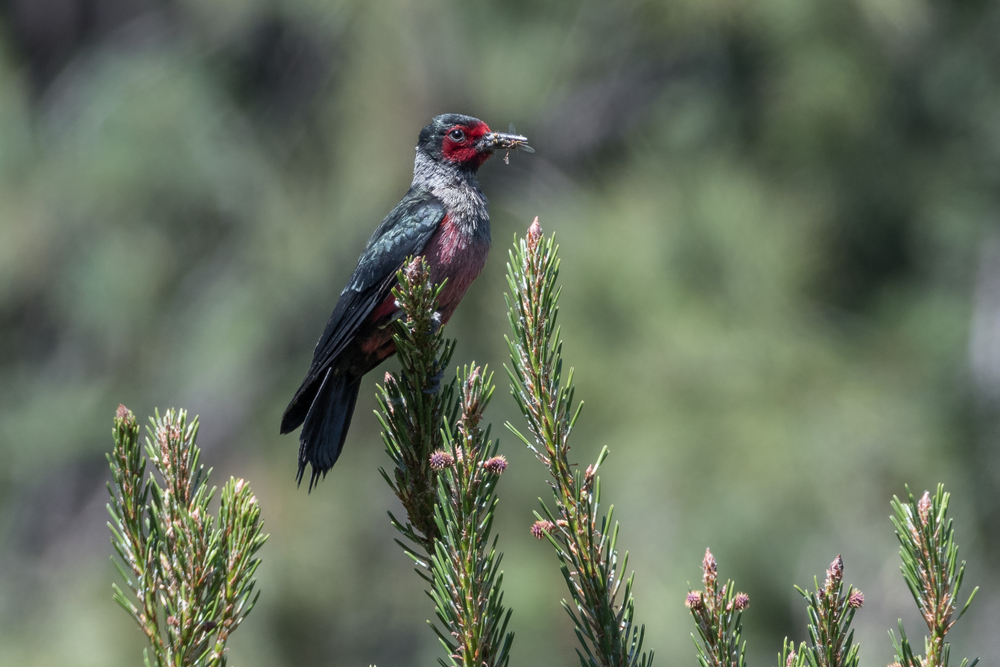 Red-bellied Woodpecker