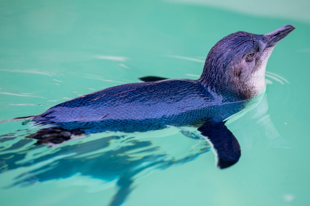 Chinstrap Penguin