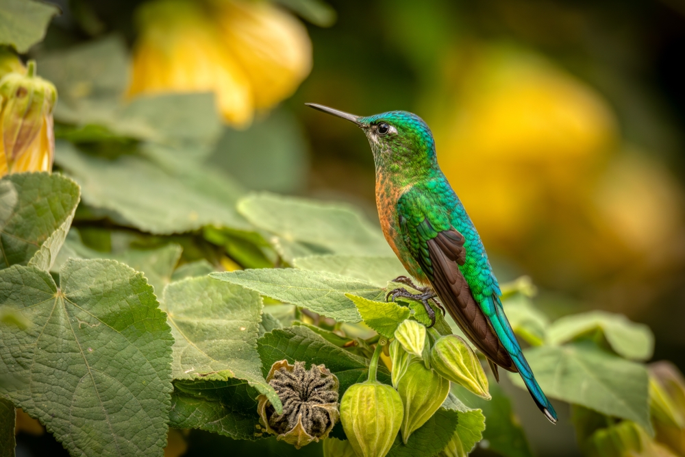 Magnificent Hummingbird