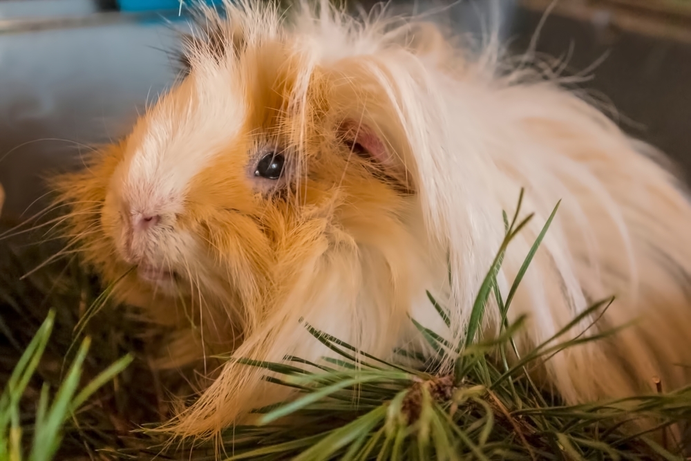Rex Guinea Pig
