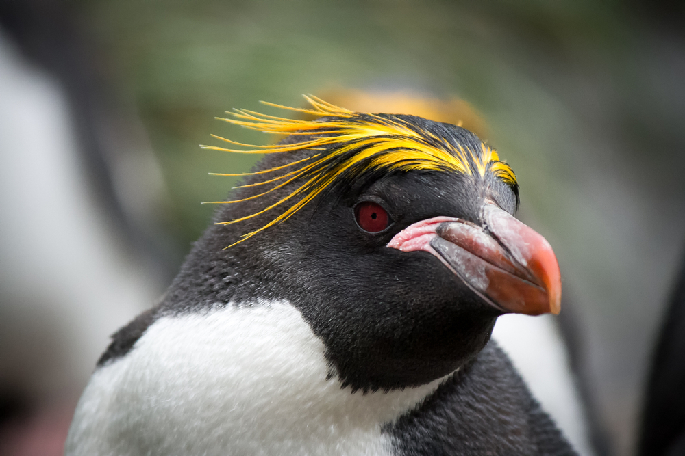 Chinstrap Penguin