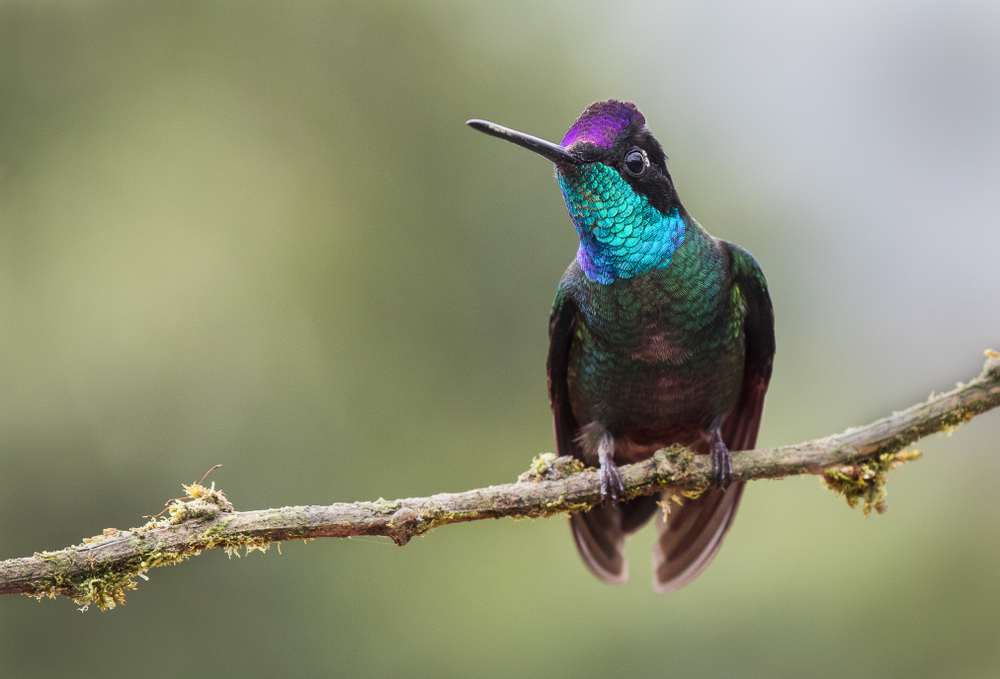 Ruby-throated Hummingbird