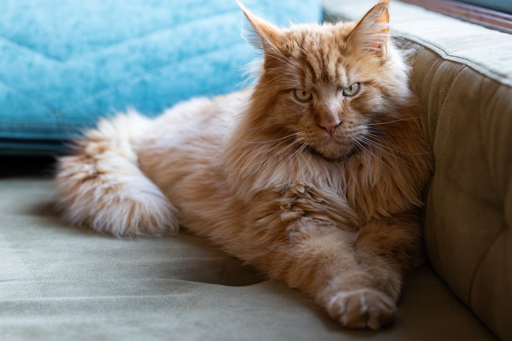Persian Cat