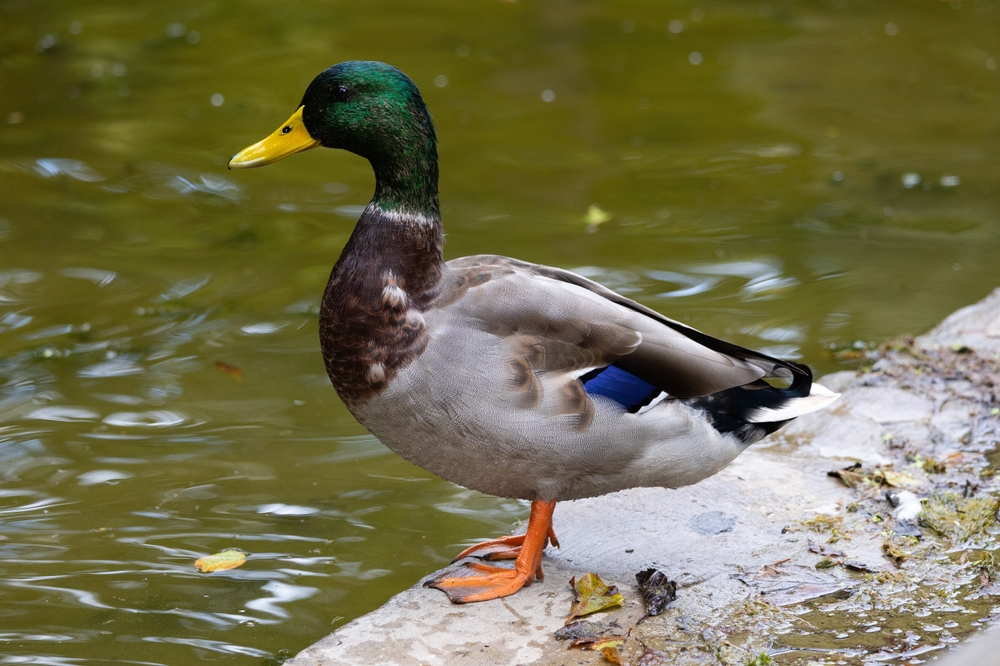 Marbled Duck