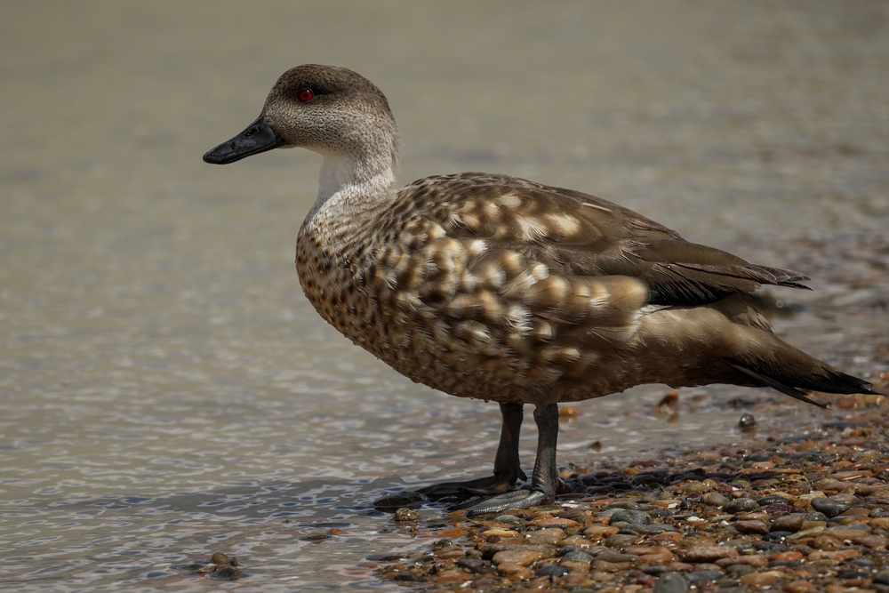 Wood Duck