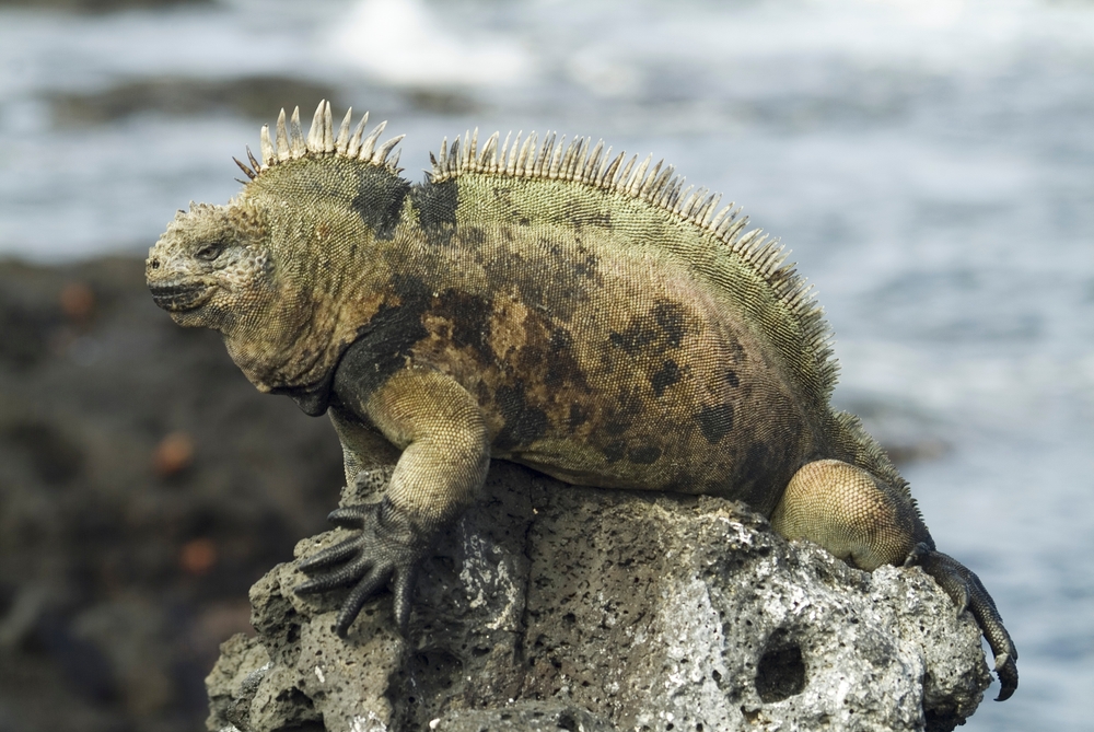 Rhinoceros Iguana