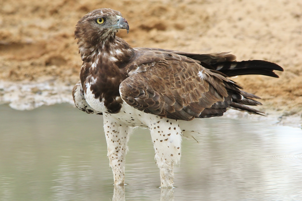 Tawny Eagle