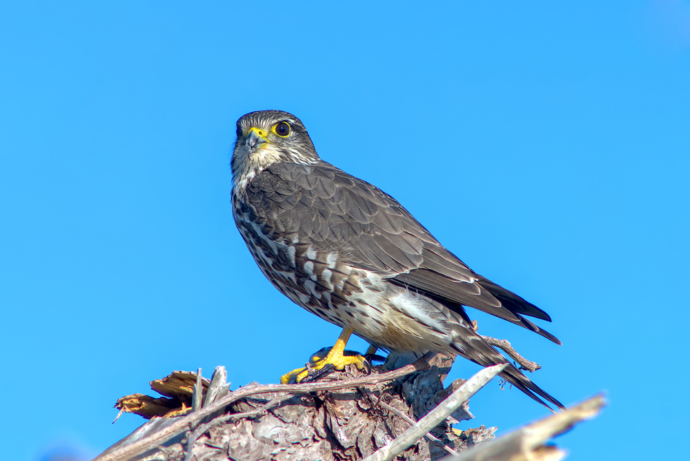 Red-necked Falcon