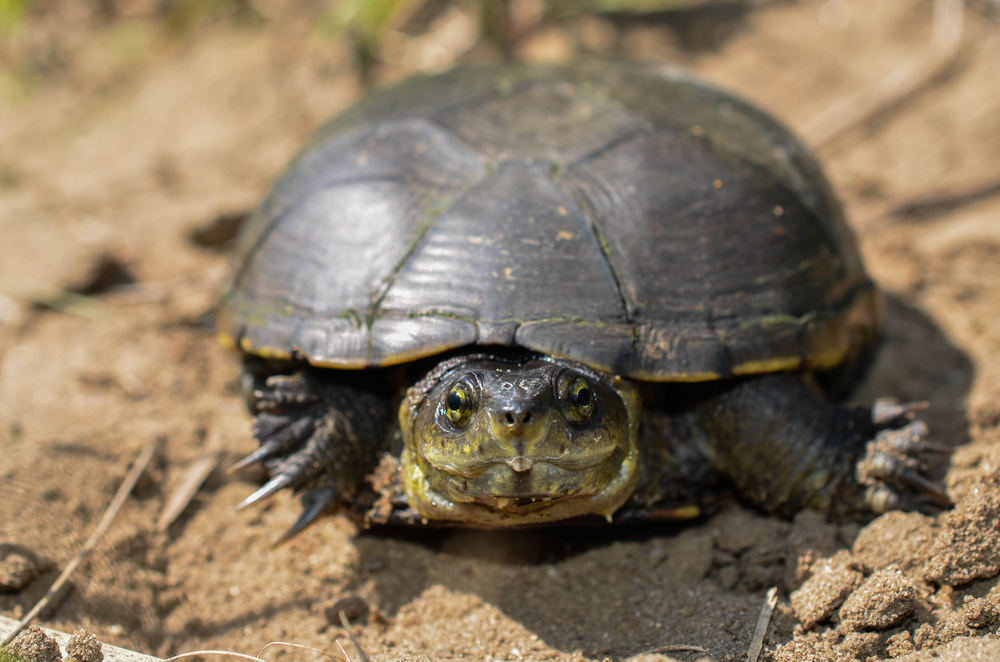 Snake-Necked Turtle
