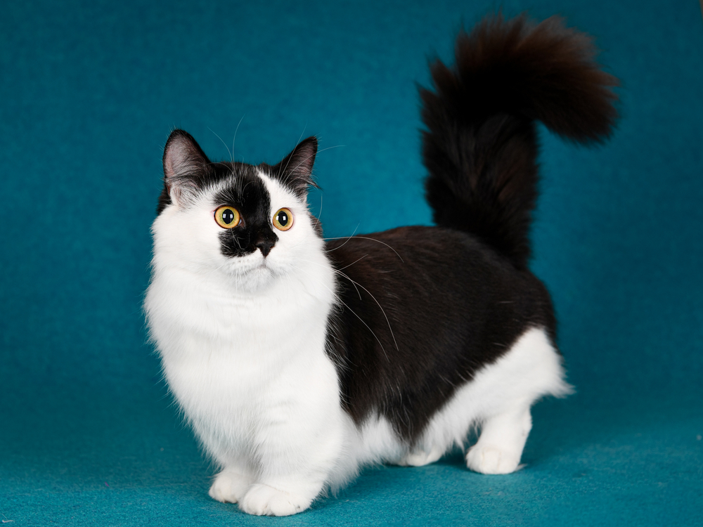Persian Cat