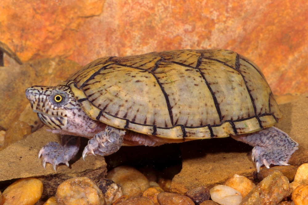 Snake-Necked Turtle