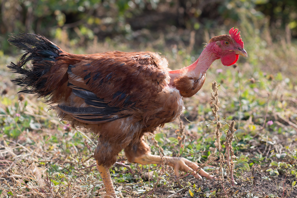 Plymouth Rock chicken