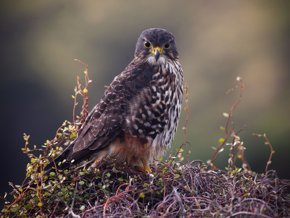 Red-necked Falcon