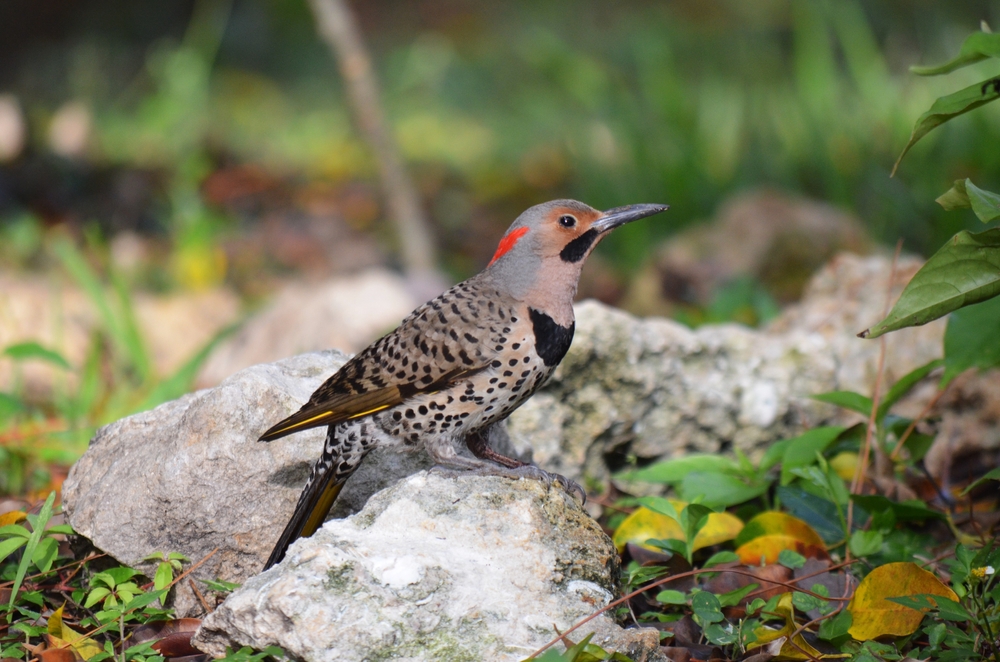 Red-bellied Woodpecker