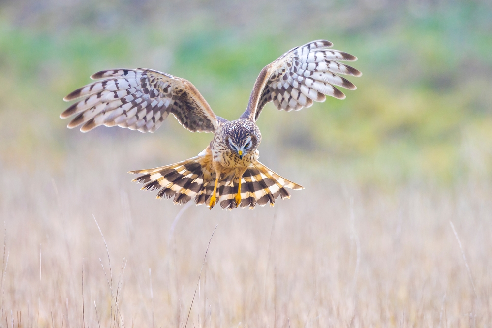 Red-tailed Hawk