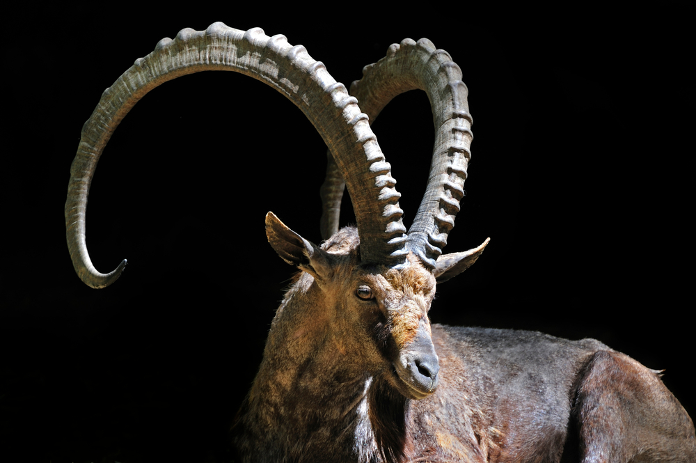 Siberian Ibex
