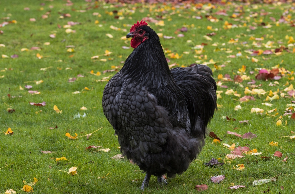 Plymouth Rock chicken