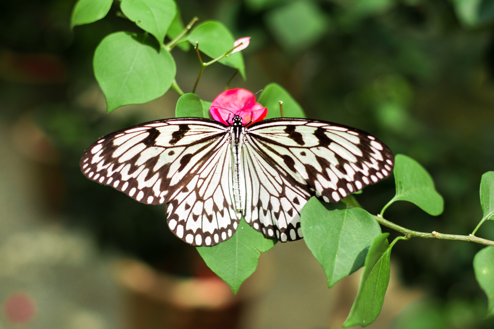 Ulysses Swallowtail