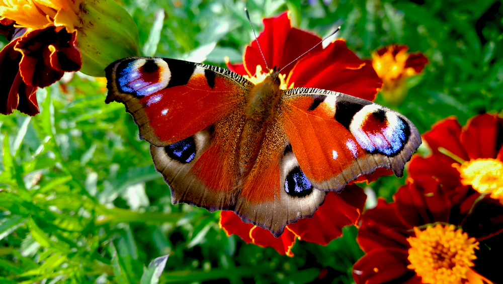 Ulysses Swallowtail