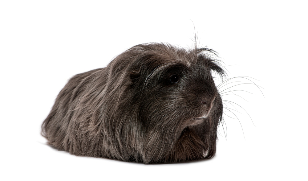 Rex Guinea Pig