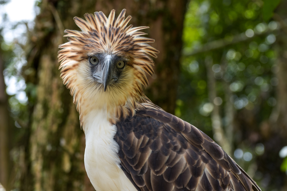 White Bellied Sea Eagle