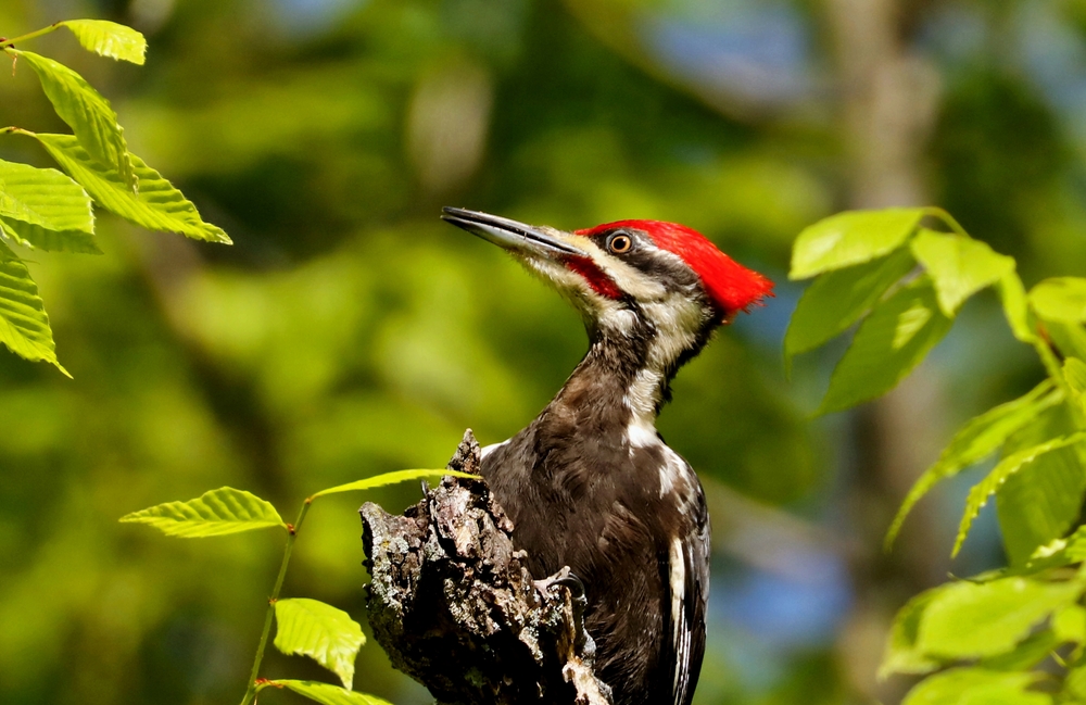 Red-bellied Woodpecker