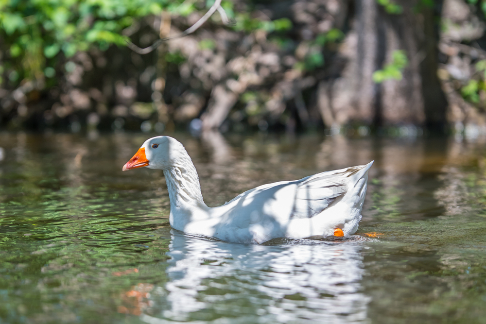 Snow Goose