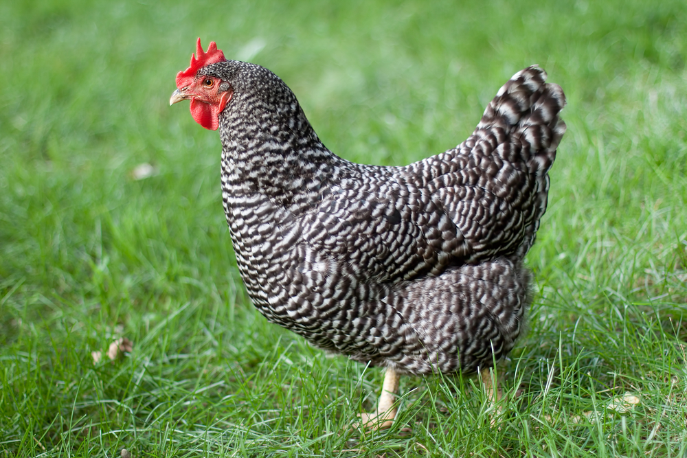 Polish chicken