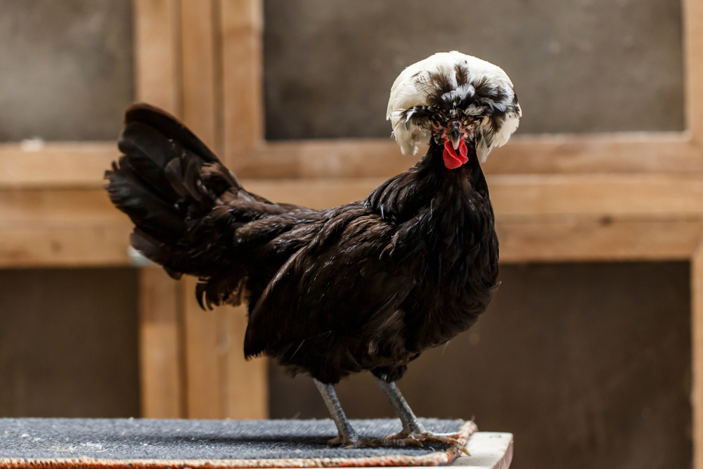 Silkie chicken