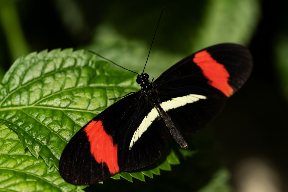 Ulysses Swallowtail