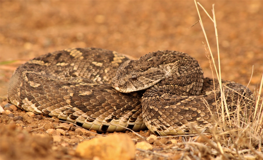 Saw-scaled Viper