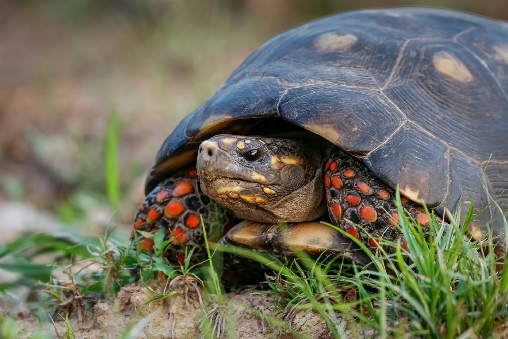 Helmeted Terrapin