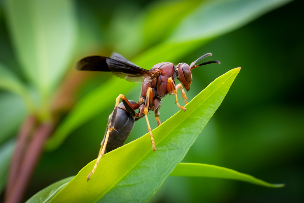 Mud Dauber