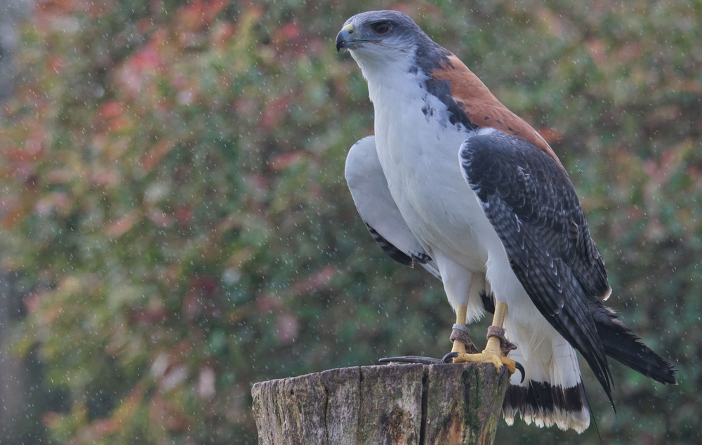 Savanna Hawk