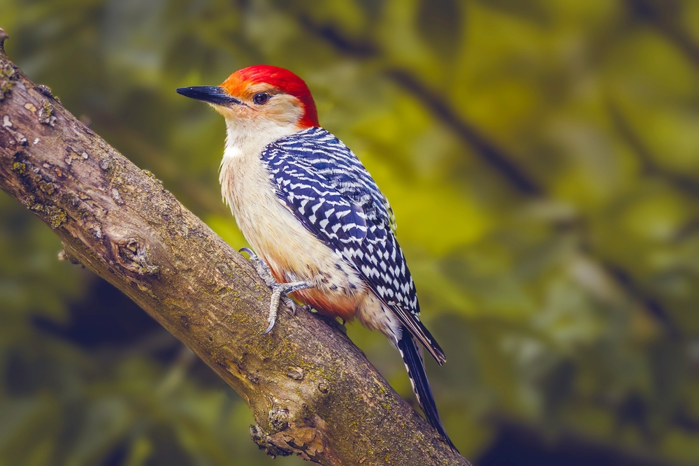 Williamson’s Sapsucker