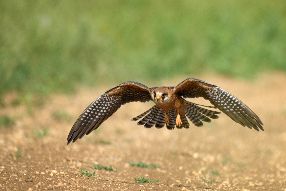 Red-necked Falcon