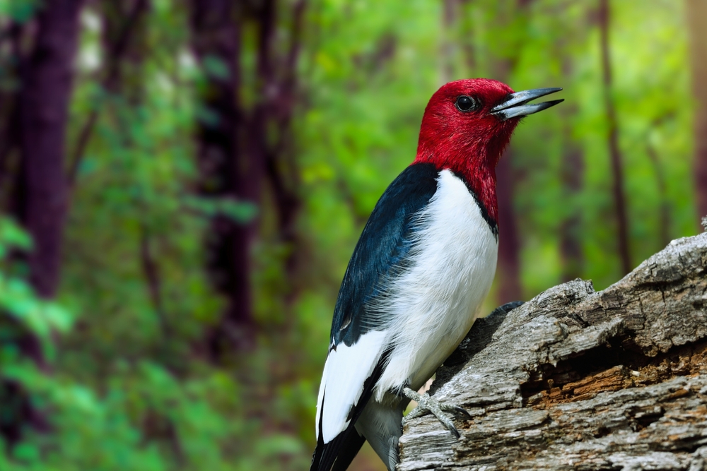 Williamson’s Sapsucker