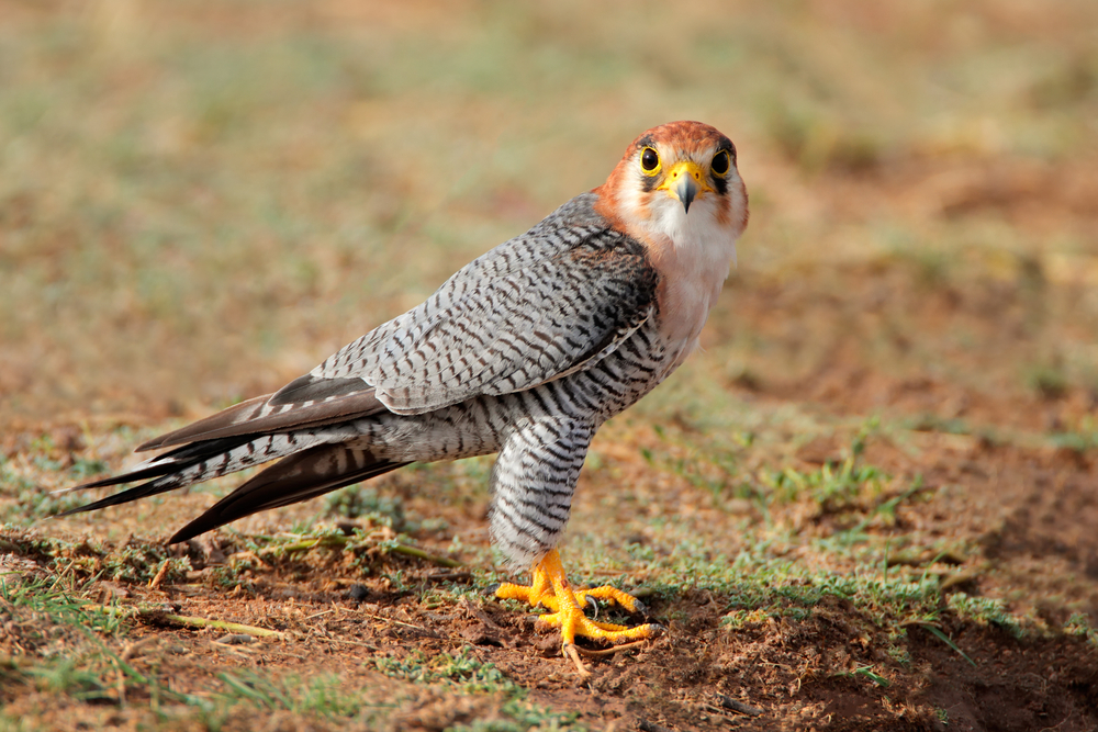 Saker Falcon