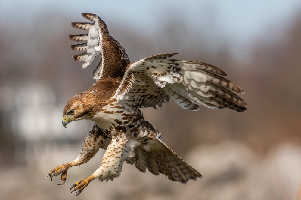 Osprey