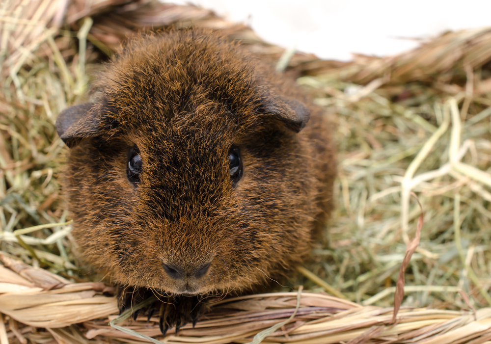 Sheltie Guinea Pig