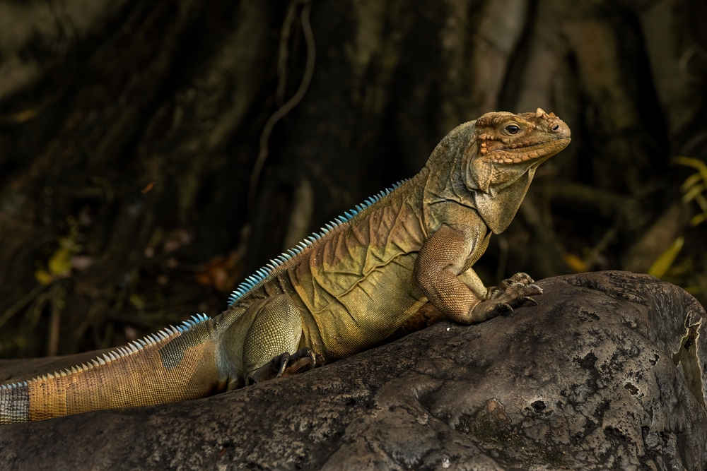 Frill-Necked Lizard