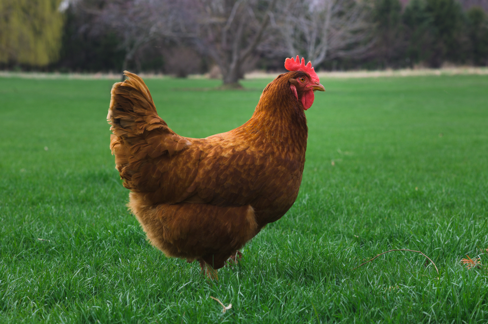 Polish chicken