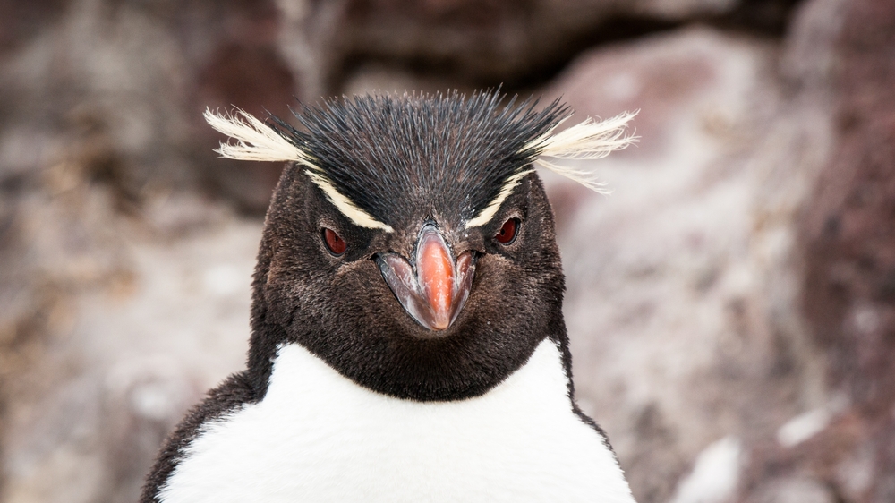 Chinstrap Penguin