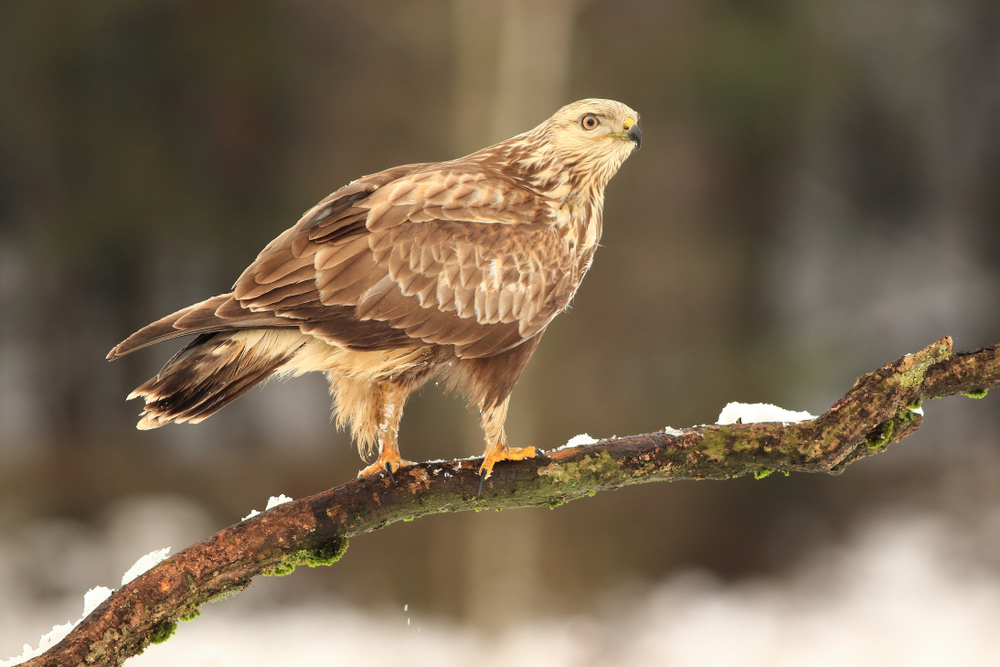 Zone-tailed Hawk